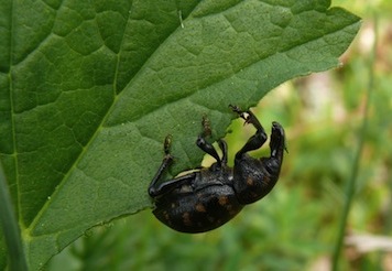 photo d'un apion des roses trémières