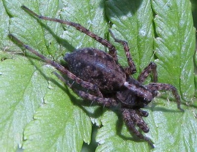 photo d'une araignée loup