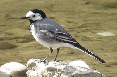 photo d'une bergeronnette grise