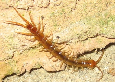 photo d'un chilopode