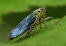 photo d'une cicadelle