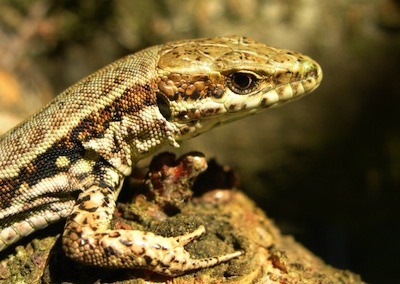 photo d'un lézard des murailles