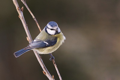 photo d'une mésange bleue