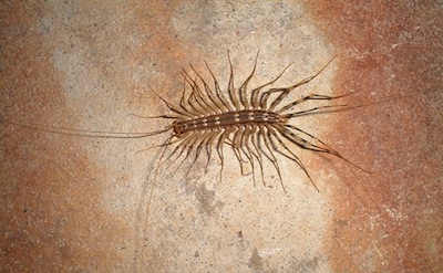 photo d'une scutigère